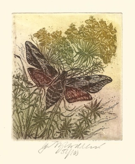 Vychodilová Olga - Nocturnal Butterfly I - Print