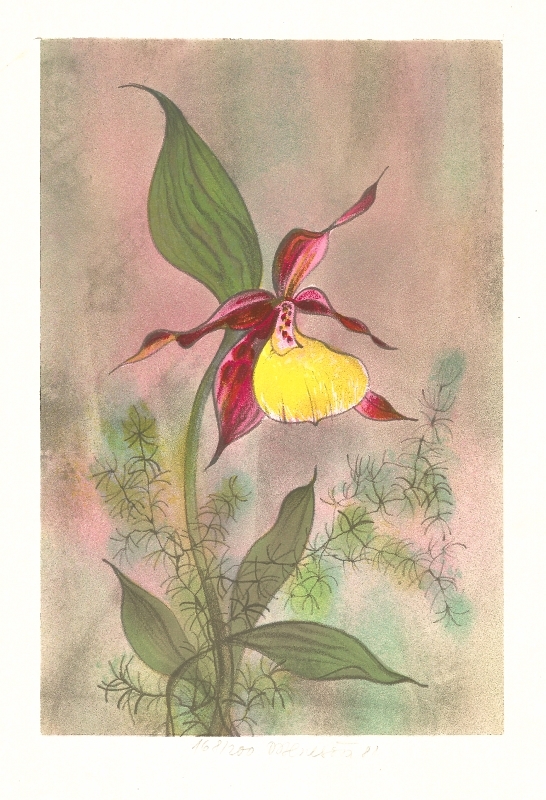 Benešová Daniela - Orchidea - Grafika